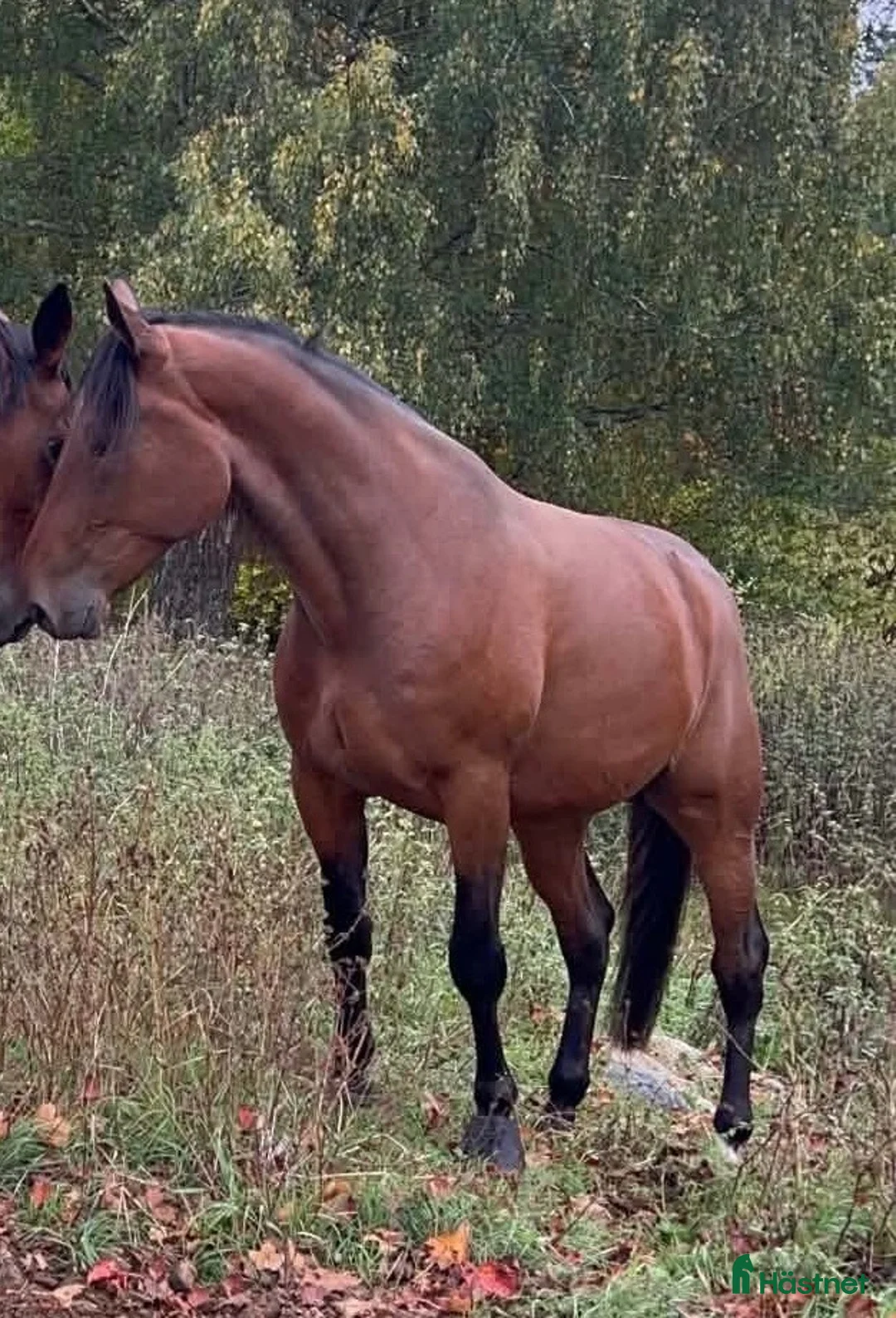 Allround hästar till salu: Världens bästa kompis i Avesta - Annons 2