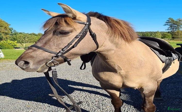  hästar i Bodafors - Annons 9