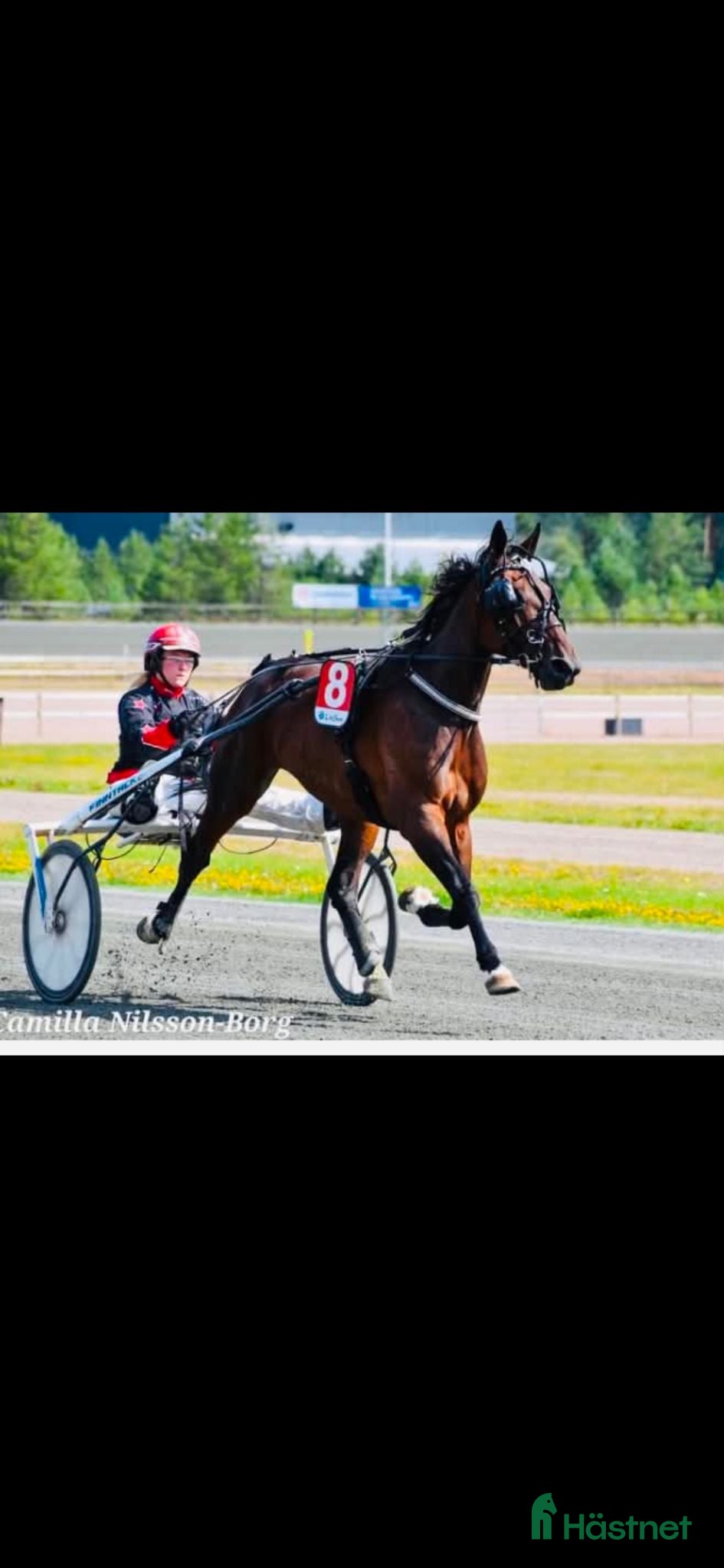  hästar Carro Palema till avel/trav⭐️ - Annons 3