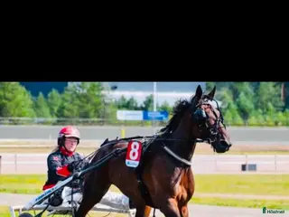 hästar Carro Palema till avel/trav⭐️ - Annons 5