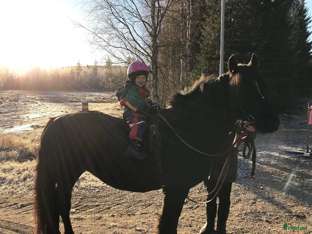 Sällskap hästar till salu: Trevligt och socialt sto i Altersbruk - Annons 2