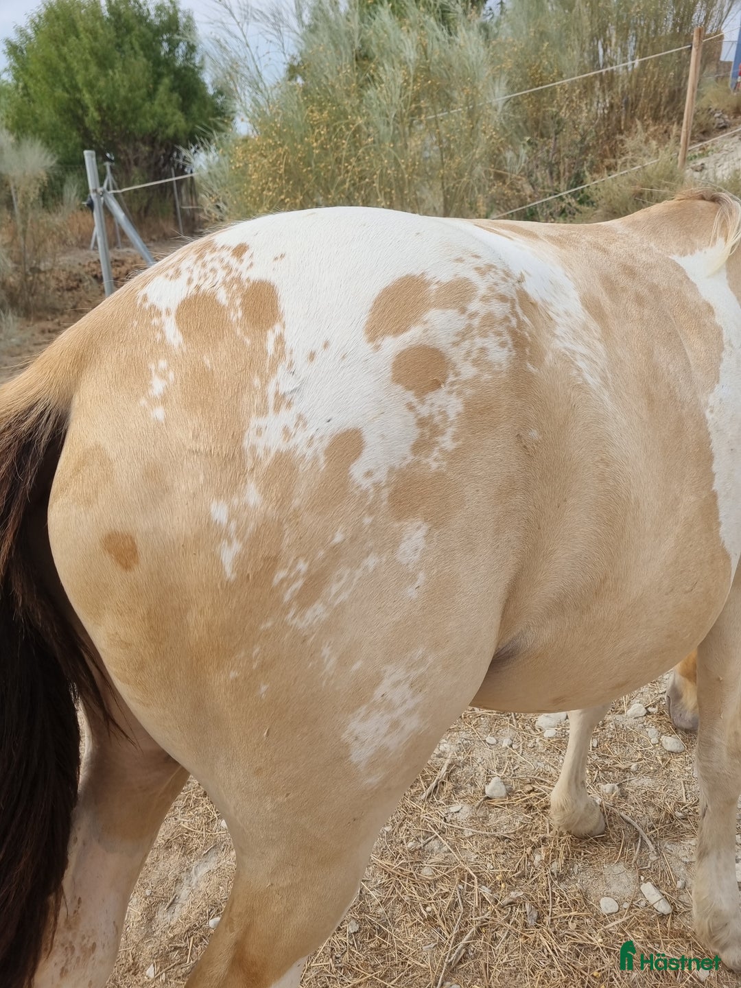 Allround hästar till salu: Appaloosa - Pinto  i Slöinge - Annons 4