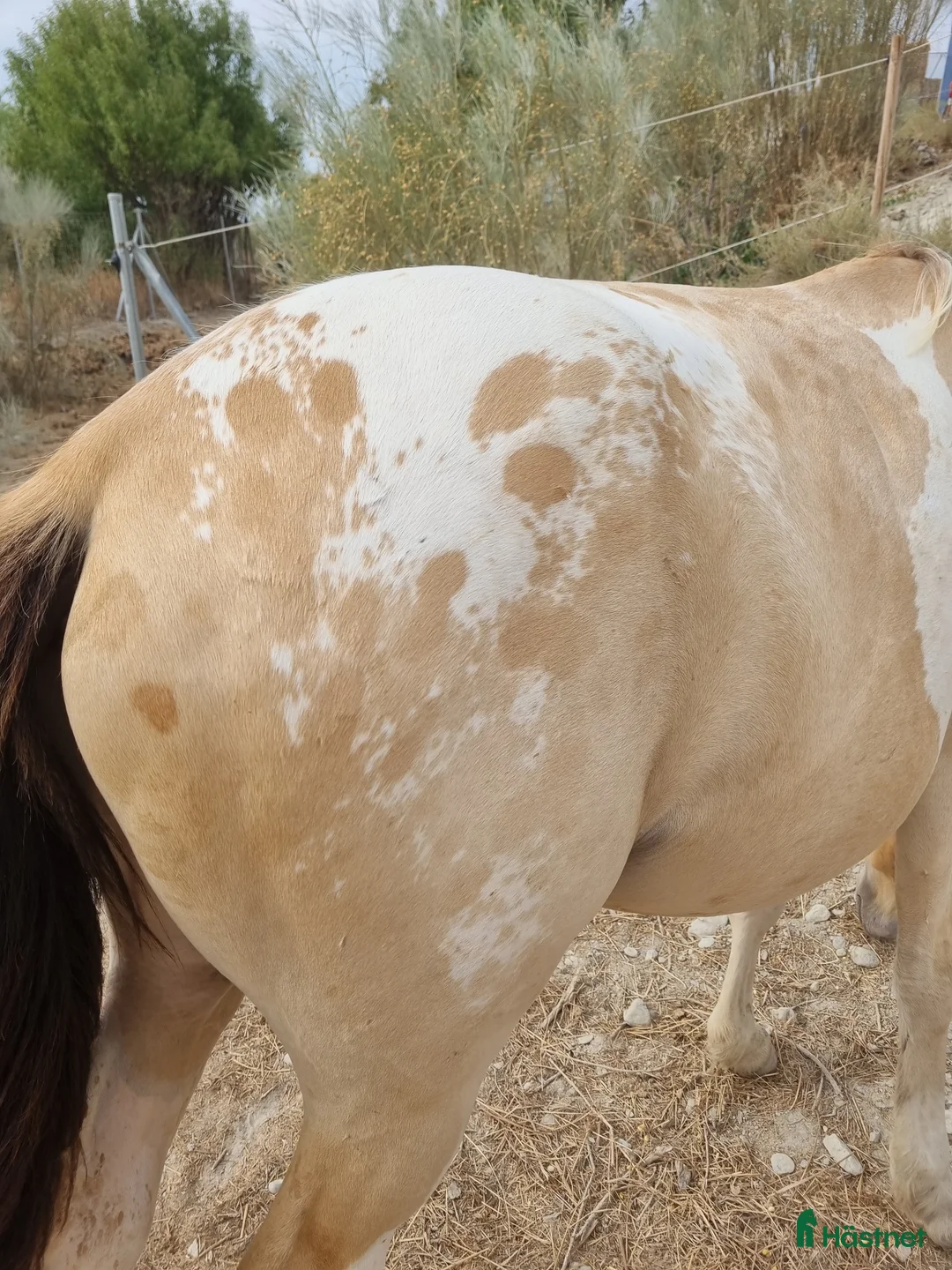 Allround hästar till salu: Appaloosa - Pinto  i Slöinge - Annons 4