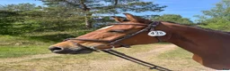 Avelshästar hästar till salu: Selektionssto för avel i Tystberga - Annons 2
