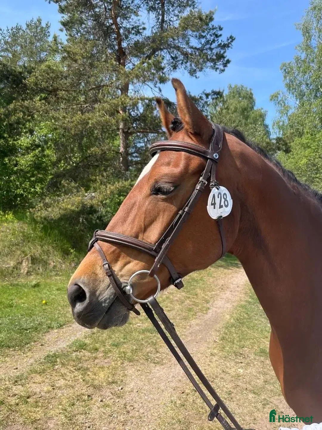 Avelshästar hästar till salu: Selektionssto för avel i Tystberga - Annons 2