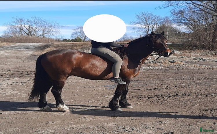  hästar i Lindesberg - Annons 6