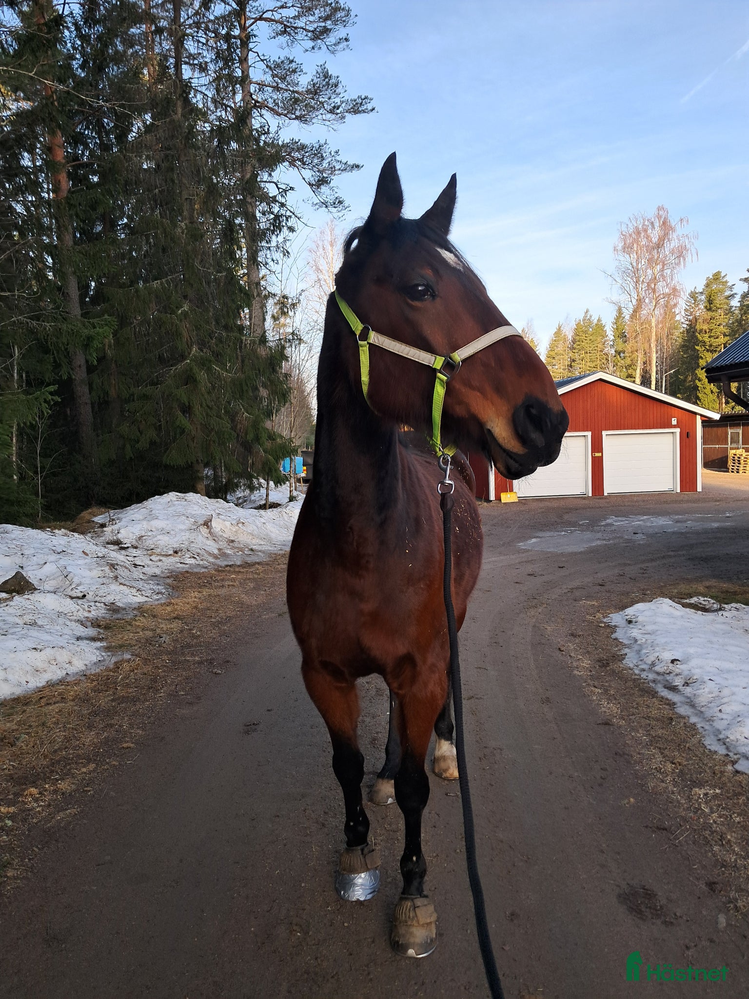  hästar Intressekoll  - Annons 8