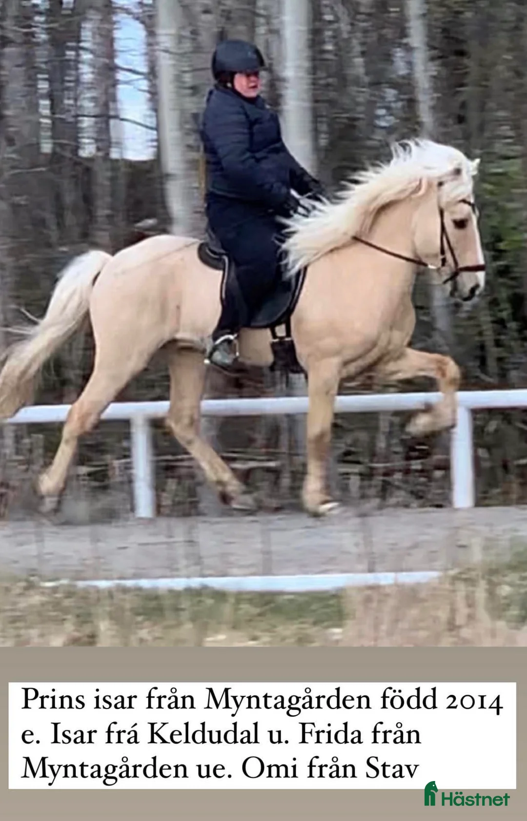 Island hästar till salu: Rödblackt sto i Laholm - Annons 5