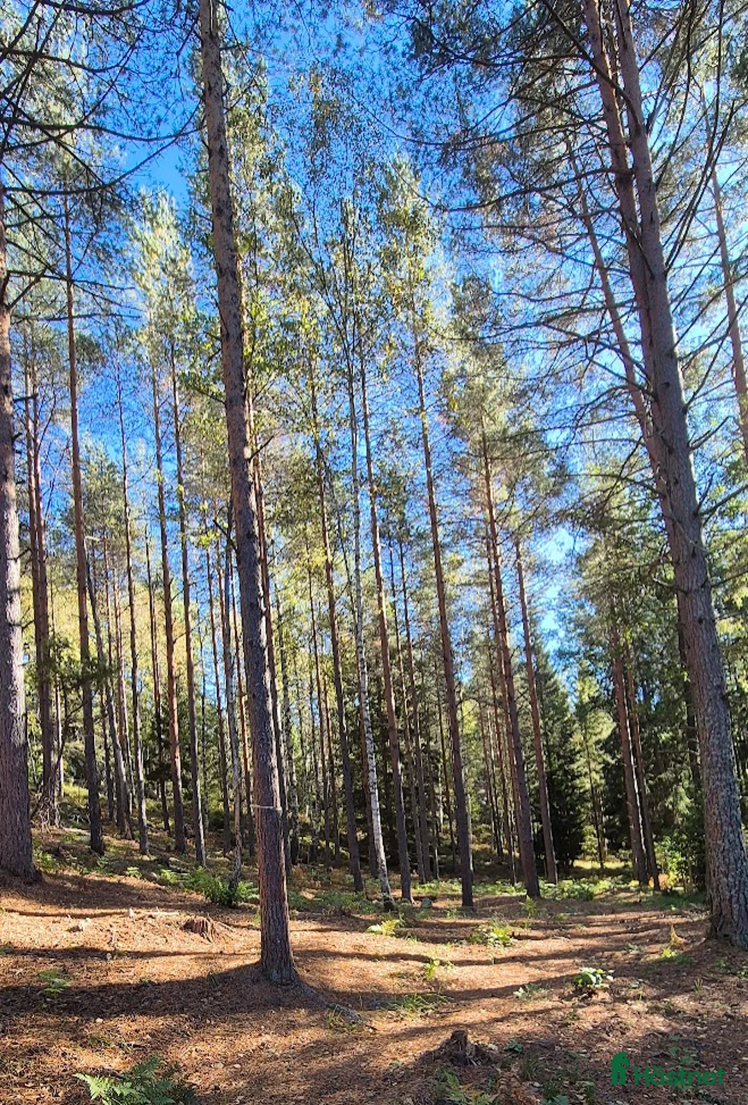  stallplats finnes: Stallplats i Tullinge för lättfödd häst/ponny i Tullinge - Annons 5