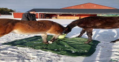  hästar Hög kvalitativ kallblodstravare i Brottby - Annons 3