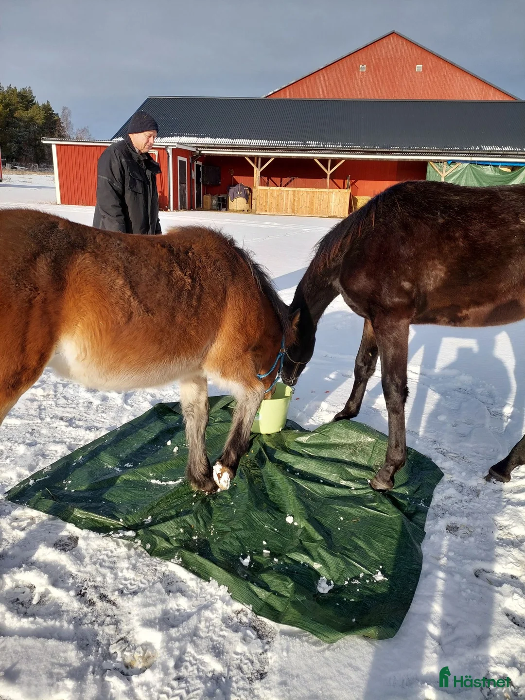 Trav hästar till salu: Hög kvalitativ kallblodstravare i Brottby - Annons 3