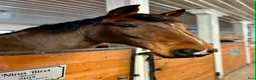 Allround hästar till salu: Lyxigt allround - dressyrsto - Annons 3
