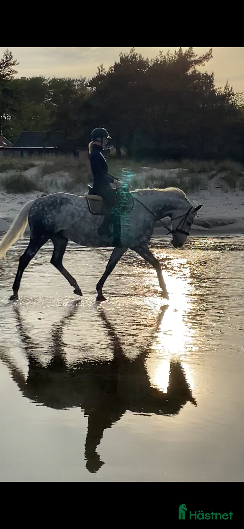  hästar Vackert sto som Sällskap ev skogspromenader  - Annons 7