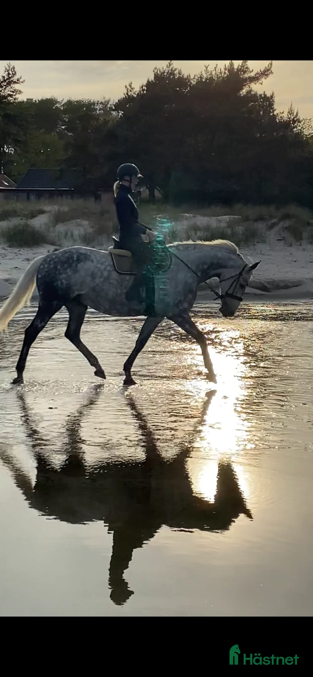 Sällskap hästar till salu: Vackert sto som Sällskap ev skogspromenader  - Annons 1