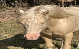 Avelshästar hästar till salu: Welsh av Cobtyp hingst! Kan även kastreras i Heby - Bild 4