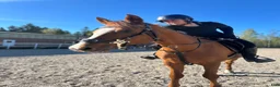 Allround hästar sökes: 🐴 SÖKER MIN NYA BÄSTA VÄN 🐴 - Annons 2