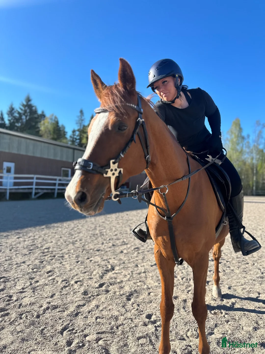 Allround hästar sökes: 🐴 SÖKER MIN NYA BÄSTA VÄN 🐴 - Annons 2