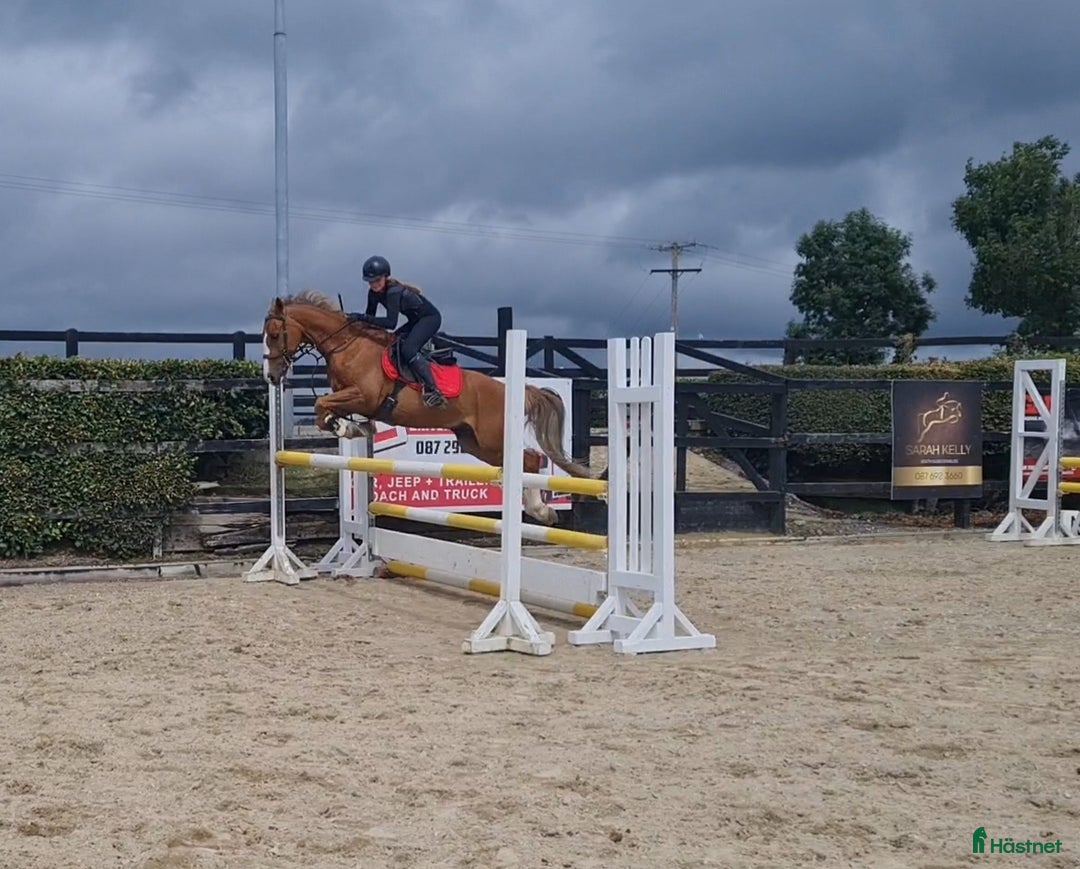 Dressyr hästar till salu: Super amazing pony i Göteborg - Annons 8