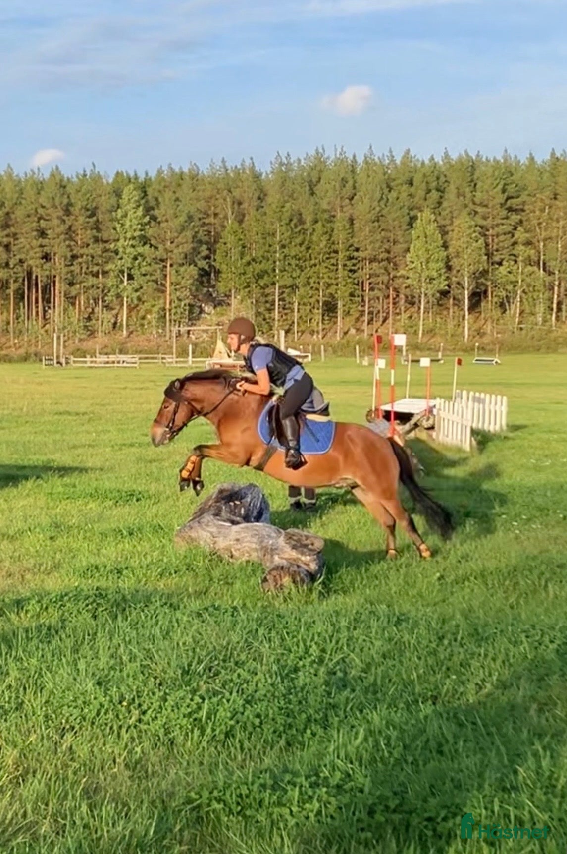  hästar Allround stark korsning som gillar att hoppa i Söderköping - Annons 6