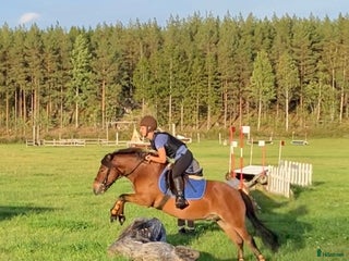 hästar Allround stark korsning som gillar att hoppa i Söderköping - Annons 7