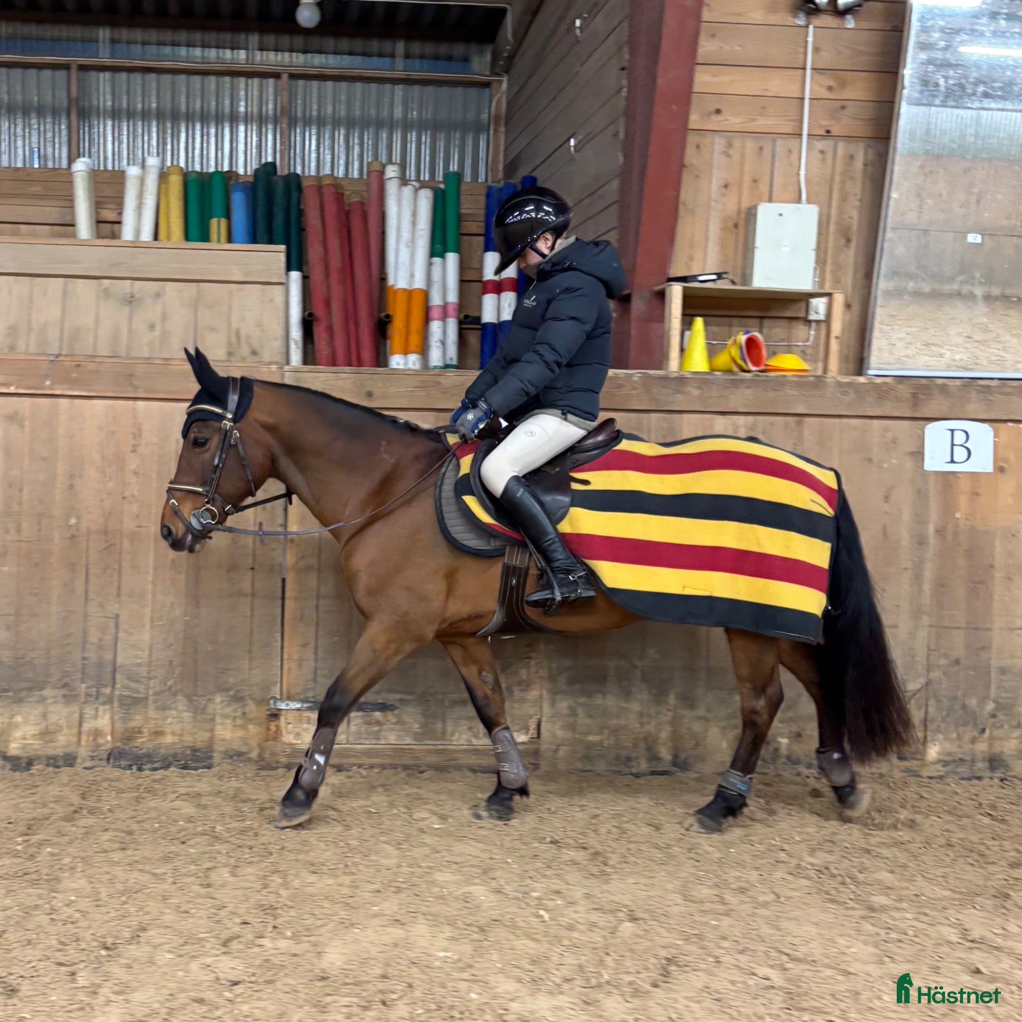 Hoppning hästar till salu: Läromästare  - Annons 1