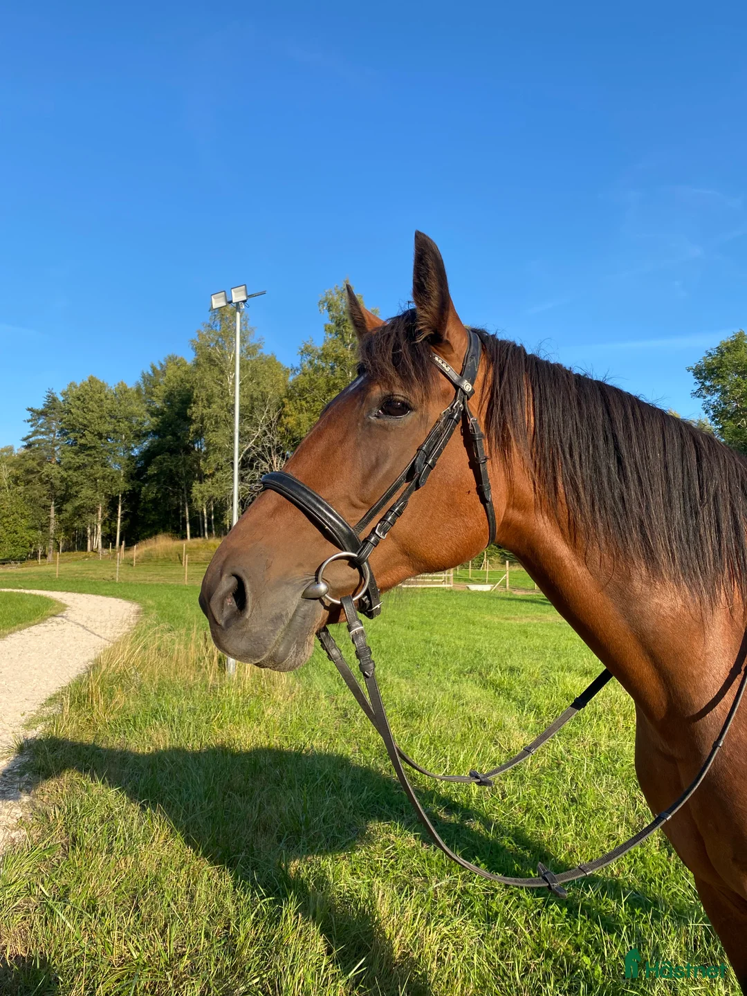 Övrigt hästar till salu: SMÅTT AKUT🌟Inriden travare🌟 - Annons 11