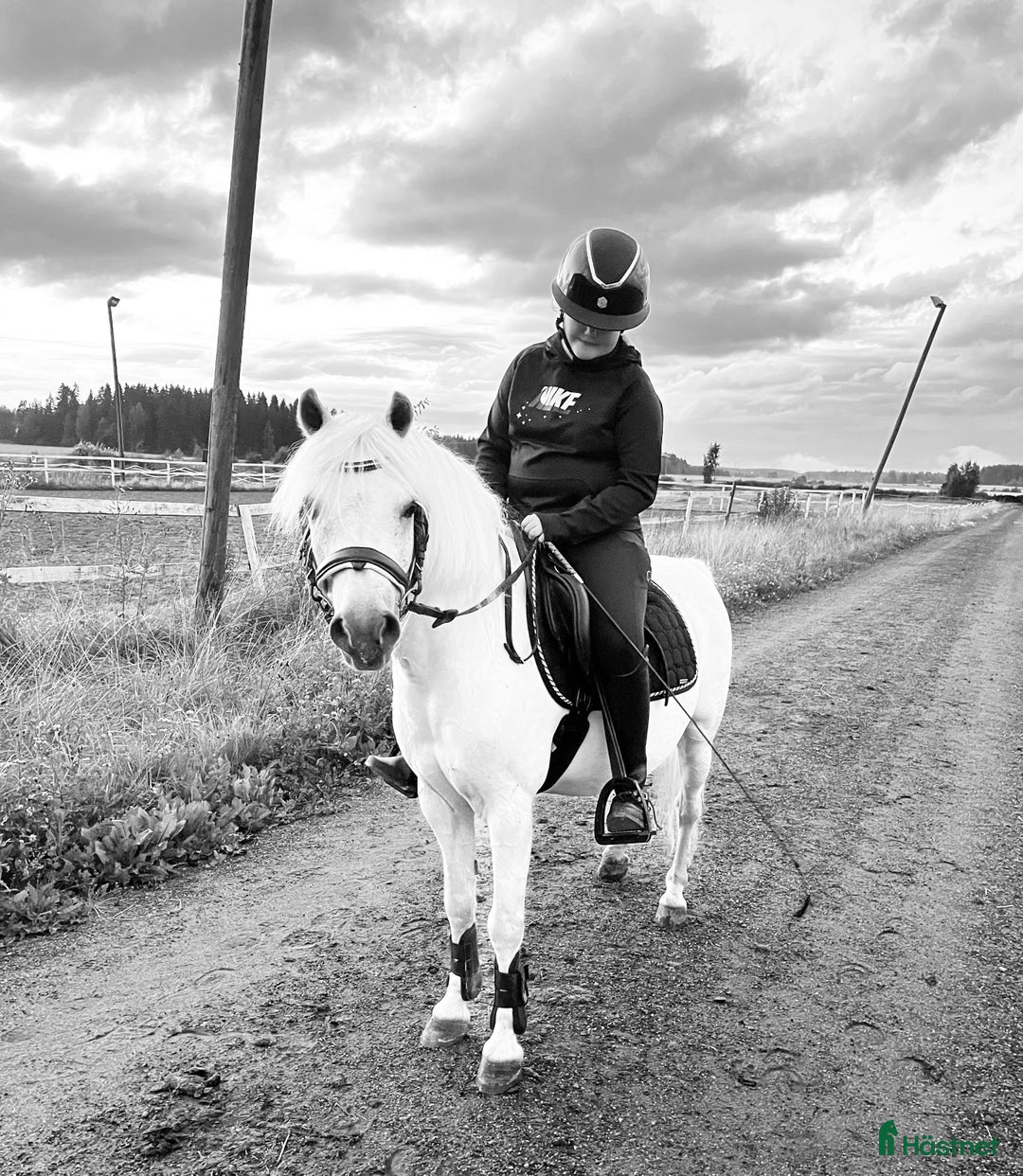 Dressyr hästar till salu: Dream Welsh Pony 10yrs - Annons 10