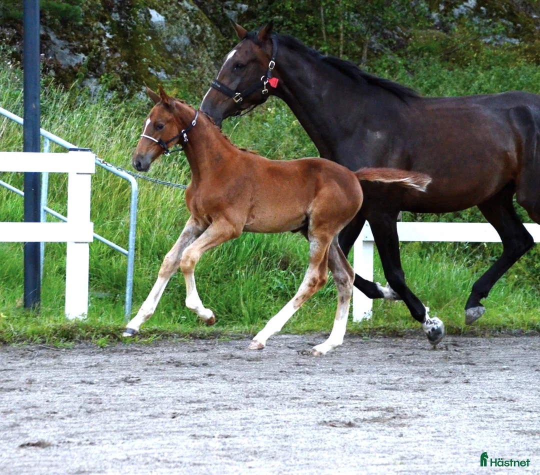 Hoppning hästar till salu: Hingstföl E Kathmandu ES Z i Sorunda - Annons 4