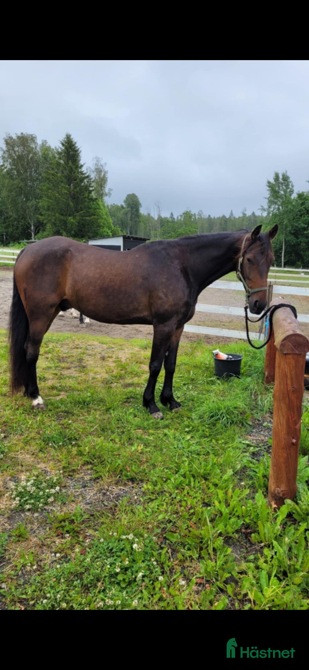 Allround hästar till salu: valack säljes eller foder  - Annons 3