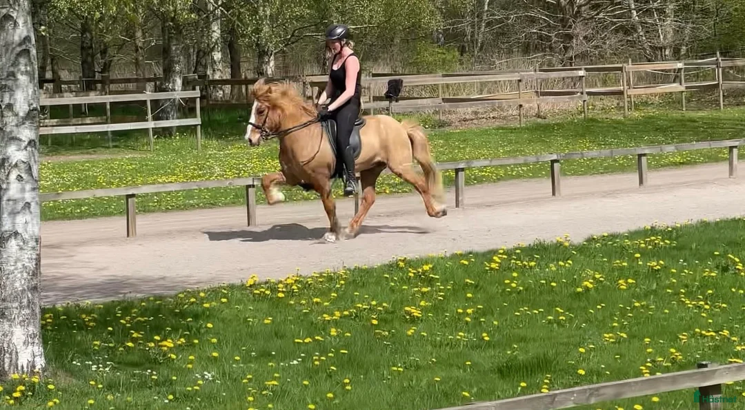 Island hästar till salu: Fyrgångsvalack som kan ”allt” i Kävlinge - Annons 6