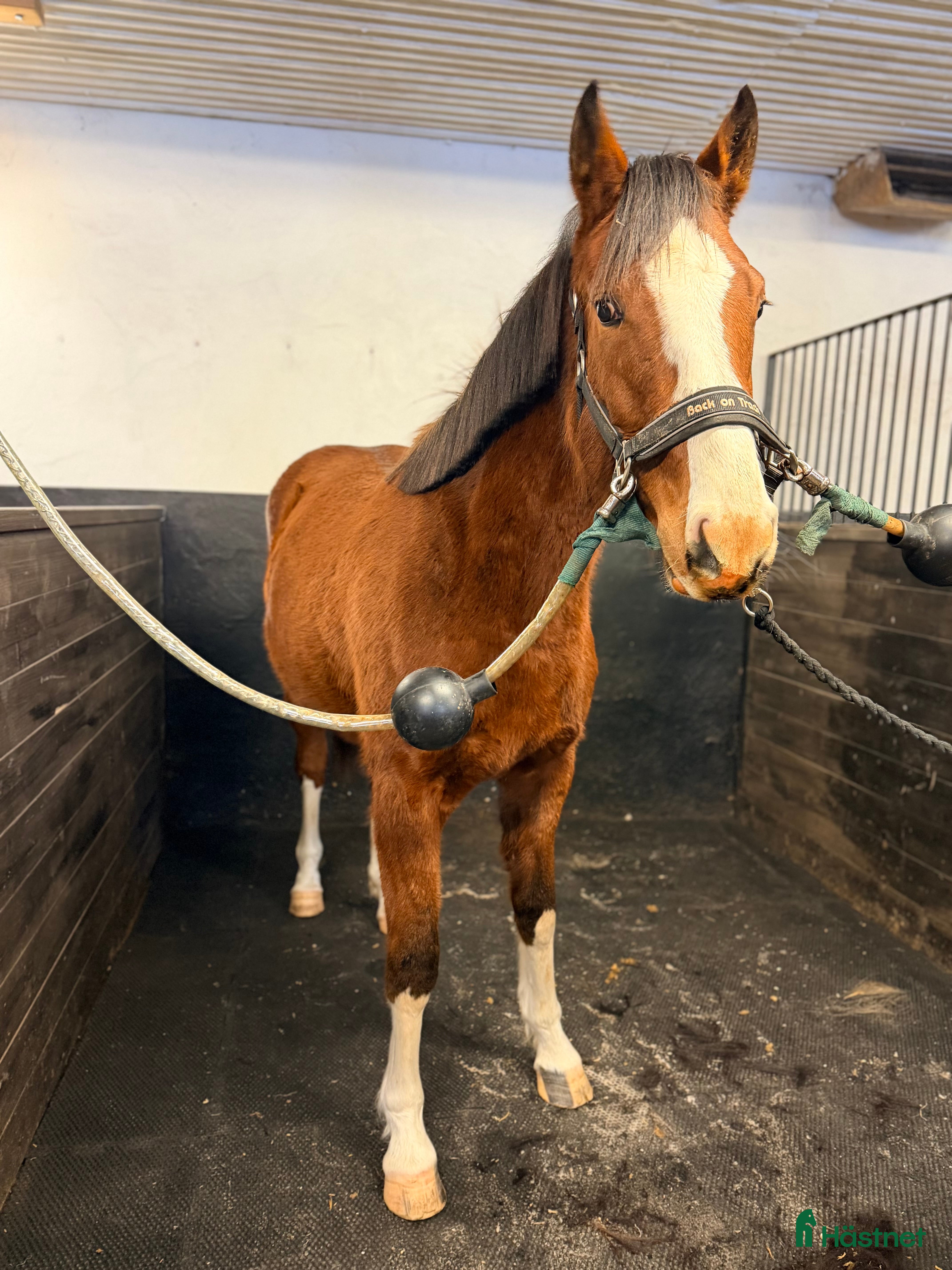  hästar 🌟 Mycket lovande sto -24 tillsalu 🌟 - Annons 6