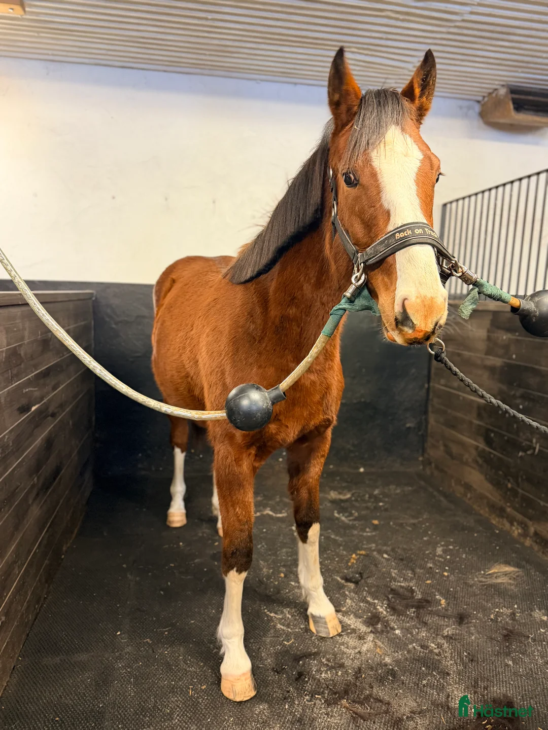 Allround hästar till salu: 🌟 Mycket lovande sto -24 tillsalu 🌟 - Annons 1