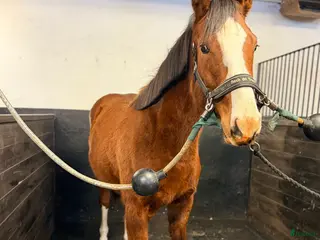 hästar 🌟 Mycket lovande sto -24 tillsalu 🌟 - Annons 6