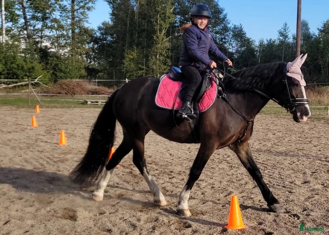  medryttarhäst finnes: Medryttare sökes ! till barnPonny  i Blekinge i Karlshamn - Annons 2