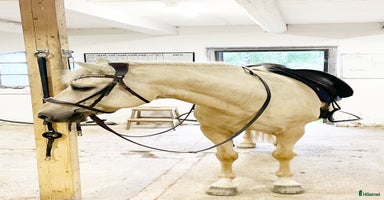  stallplats i Nykvarn - Annons 9