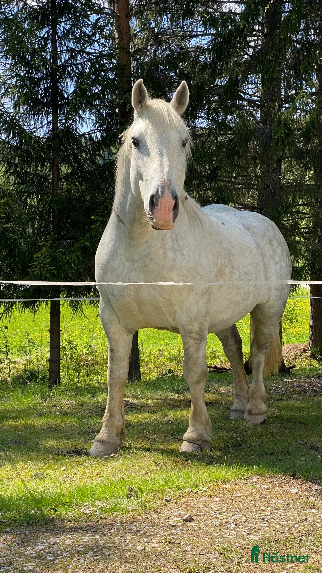 Övrigt hästar till salu: Doni söker sin människa. i Bredbyn - Annons 2