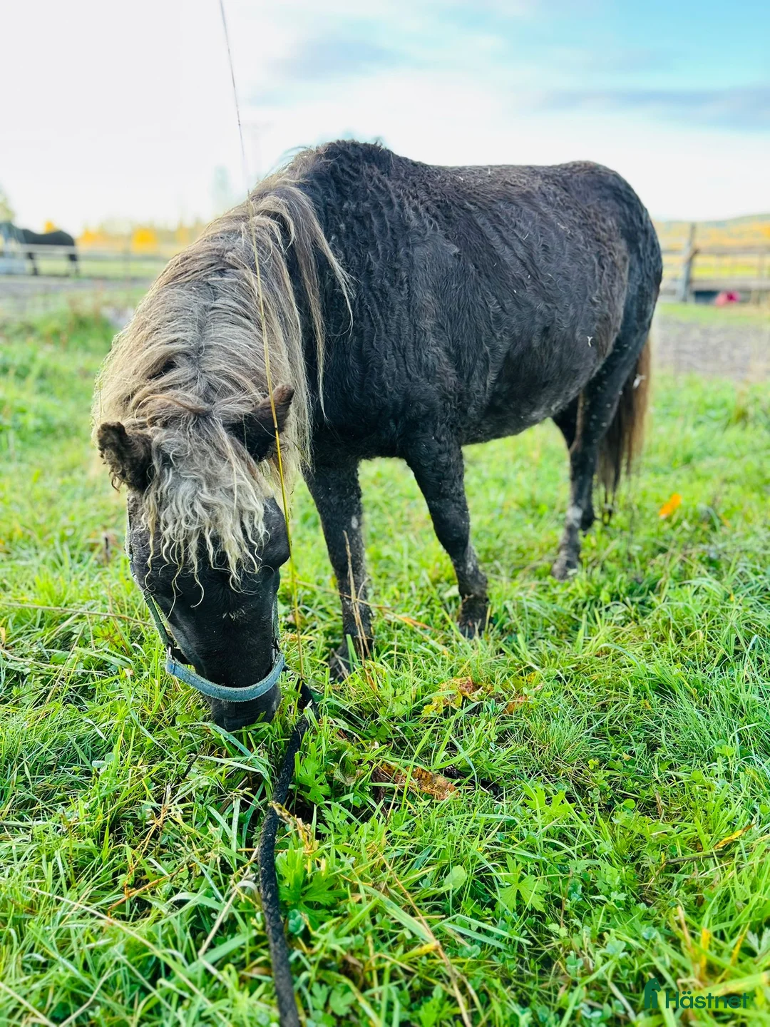 Avelshästar hästar till salu: Curly miniatuur Amha - Annons 3