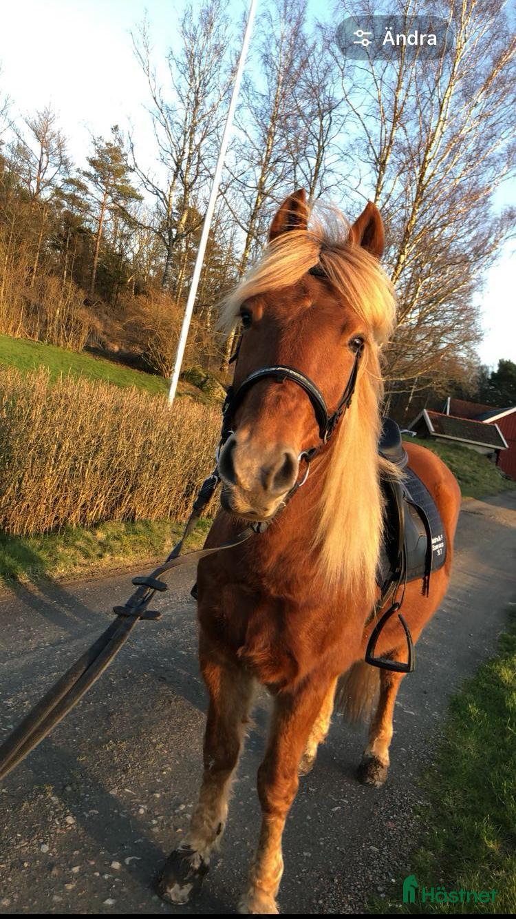  hästar Uppfostrare/trickträning? - Annons 1