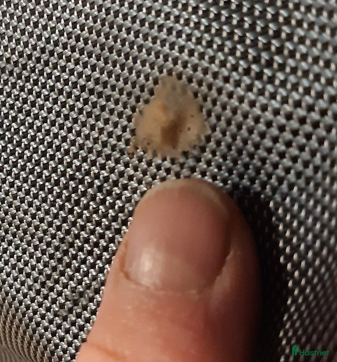 Täcken hästutrustning till salu: Vintertäcke 135 i Sollebrunn - Annons 3