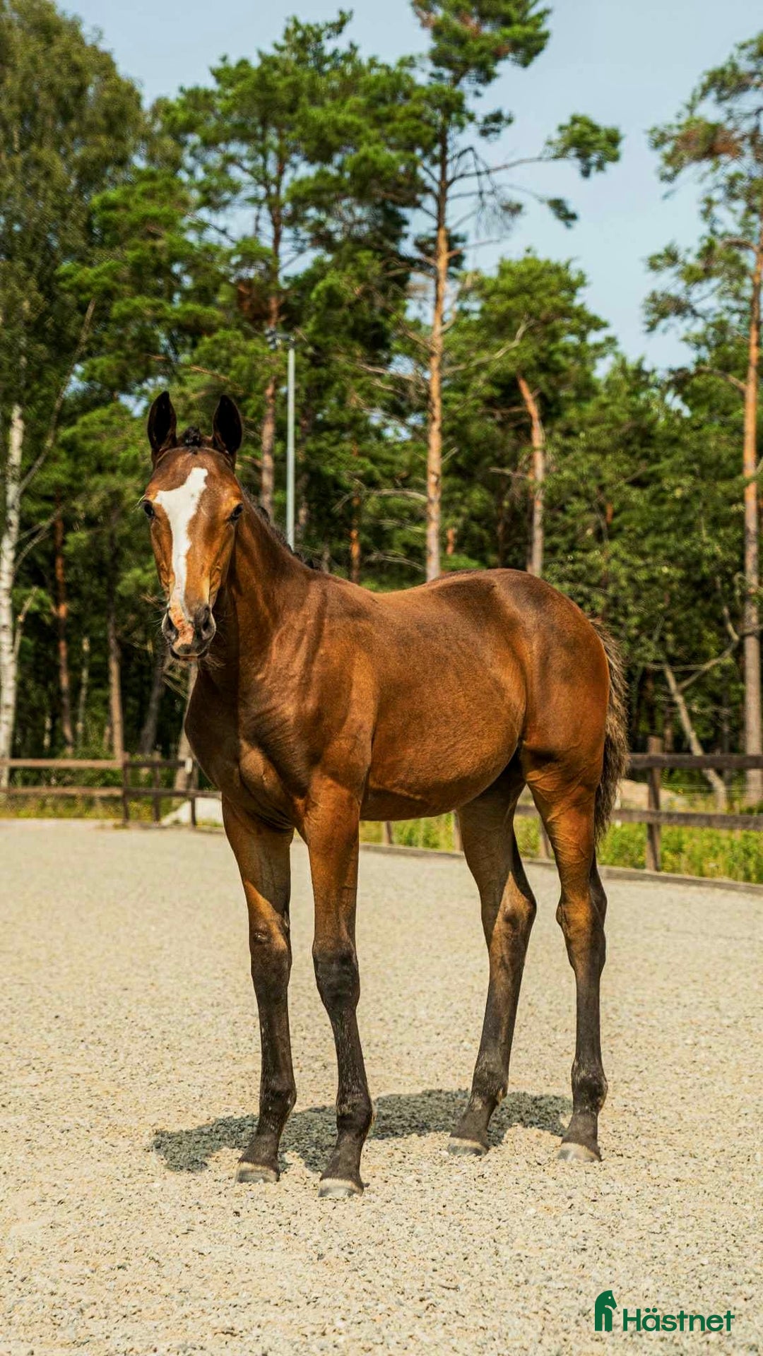 Dressyr hästar till salu: Premie & högst bedömda gångartsföl på Gotland 2025 i Visby - Annons 2