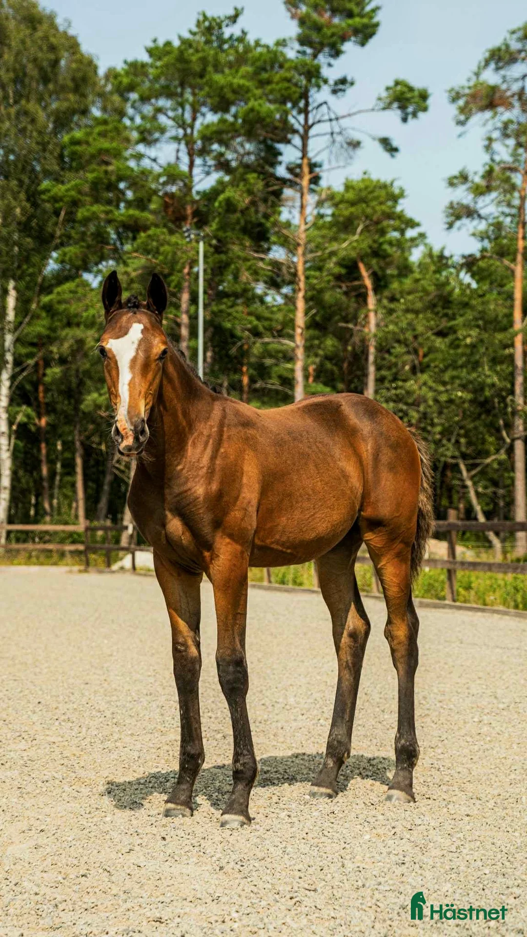 Dressyr hästar till salu: Premie & högst bedömda gångartsföl på Gotland 2025 i Visby - Annons 2