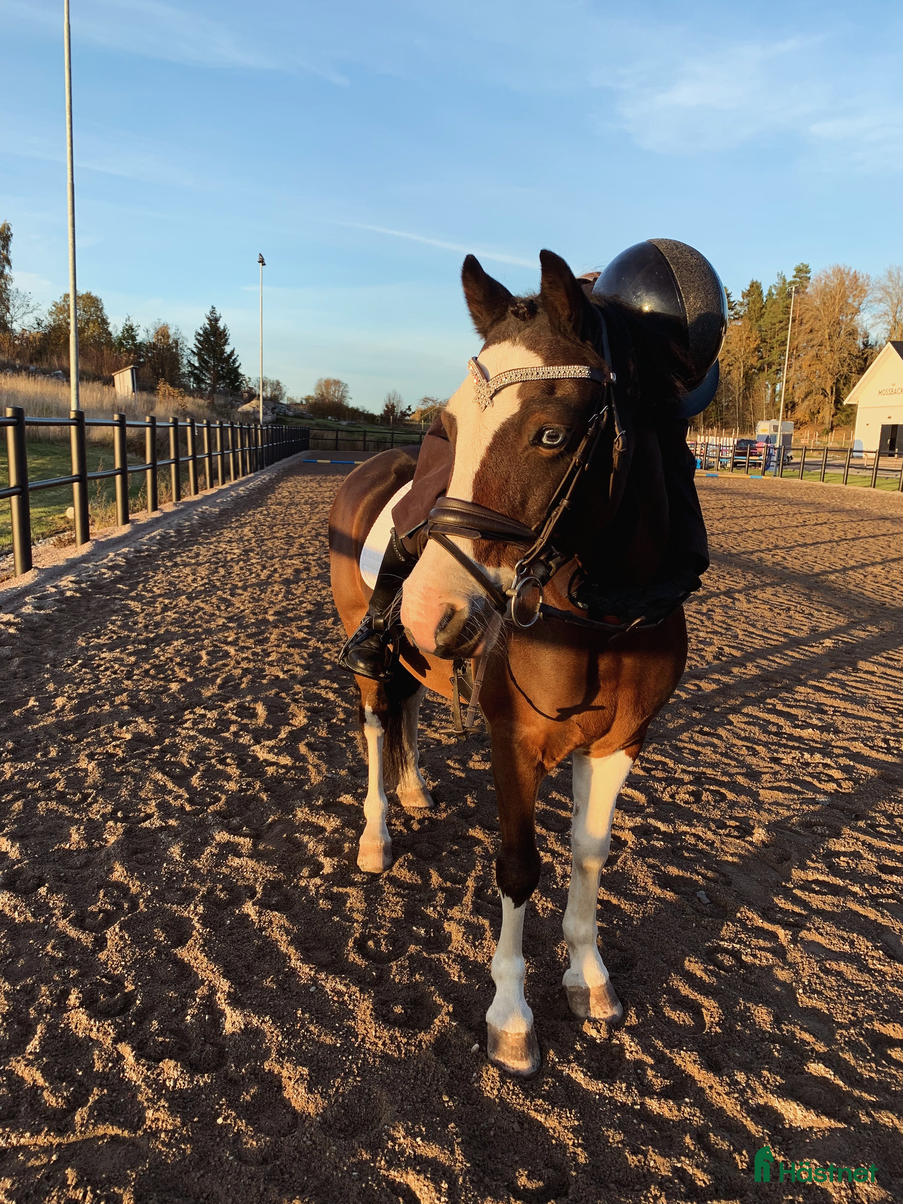  hästar Ponny med fantastiska kvaliteter i Enköping - Annons 7