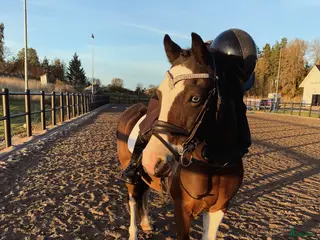 hästar Ponny med fantastiska kvaliteter i Enköping - Annons 7