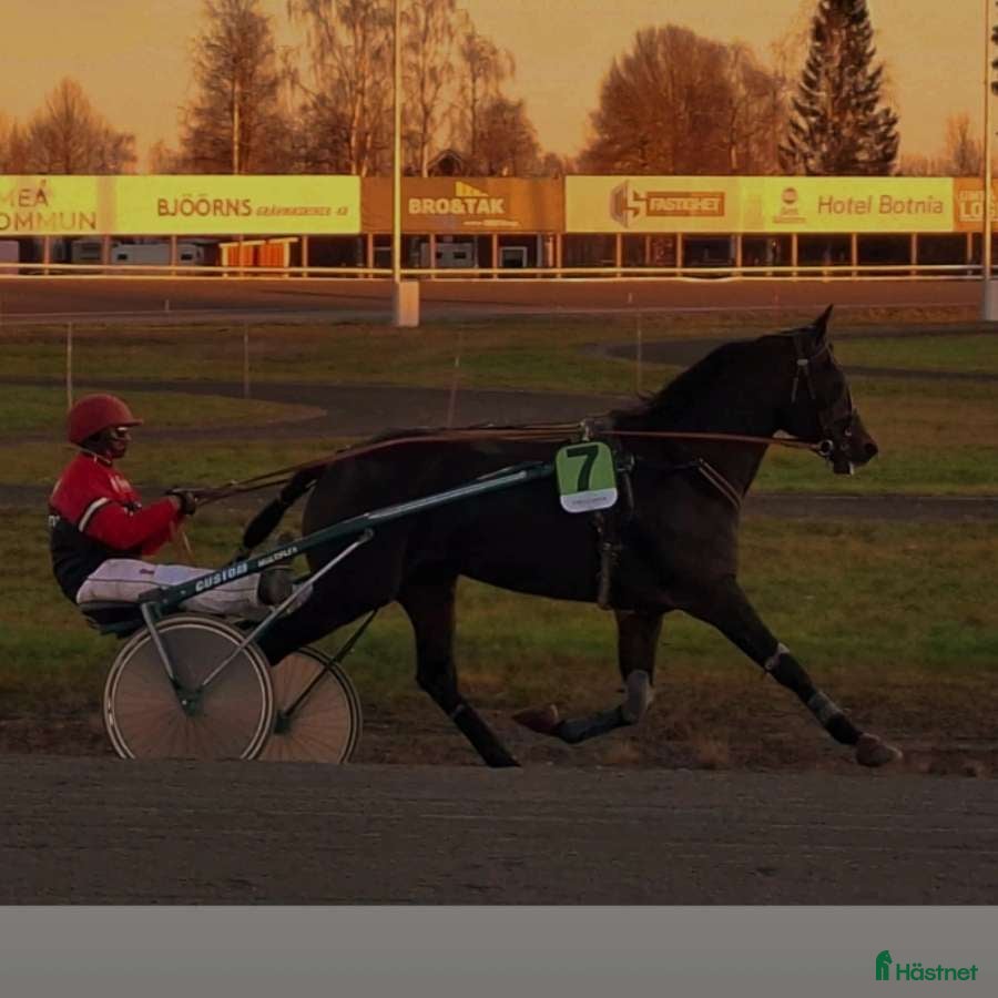  hästar Starthäst säljes Swish Cash  i Umeå - Annons 6