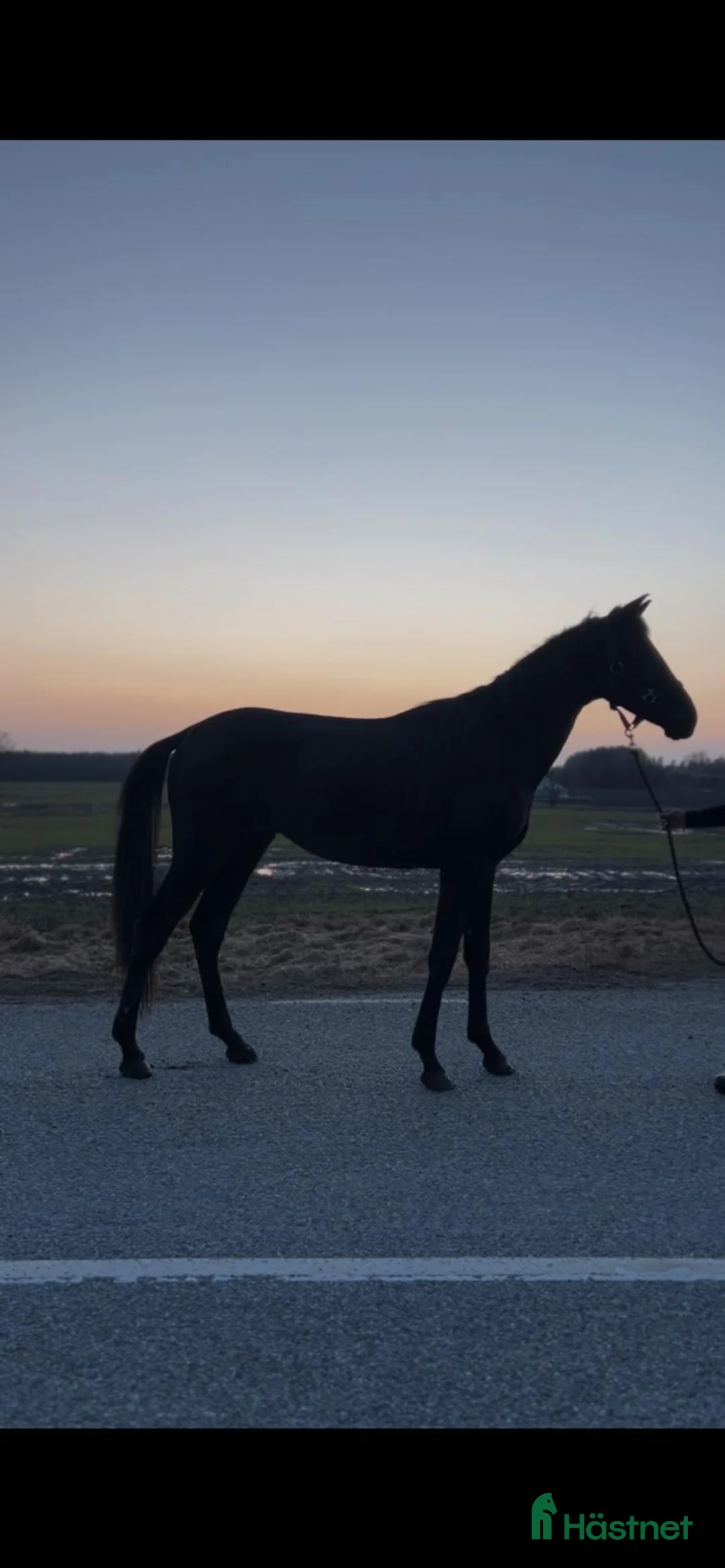 Dressyr hästar till salu: Vackra Svarten - Annons 2