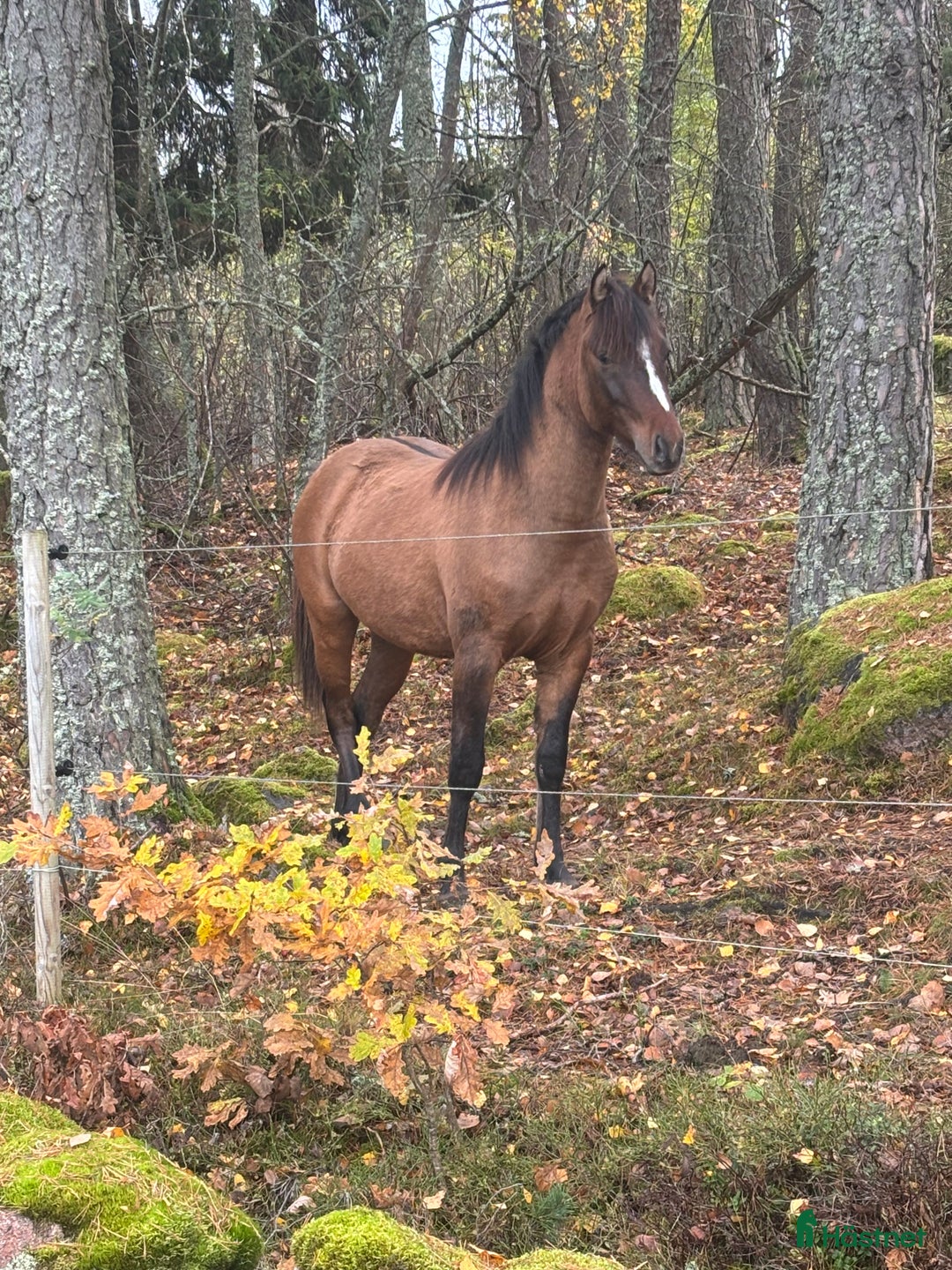 Hoppning hästar till salu: Lovande , charmig ponny i Köping - Annons 2