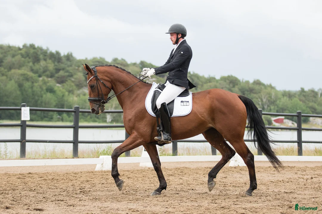 Dressyr hästar till salu: Bästa vän för lättare klasser i dressyr  - Annons 2