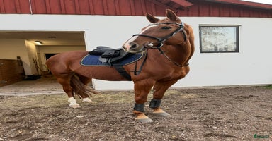  hästar i Habo - Annons 9