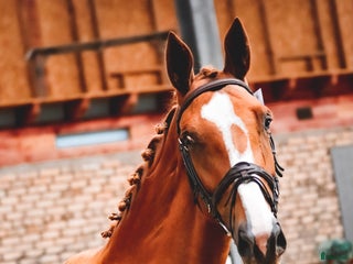 hästar Utan mellanhänder, från en hästuppfödare i Sorunda - Annons 12