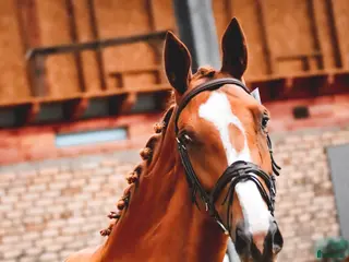 hästar Utan mellanhänder, från en hästuppfödare i Sorunda - Annons 2